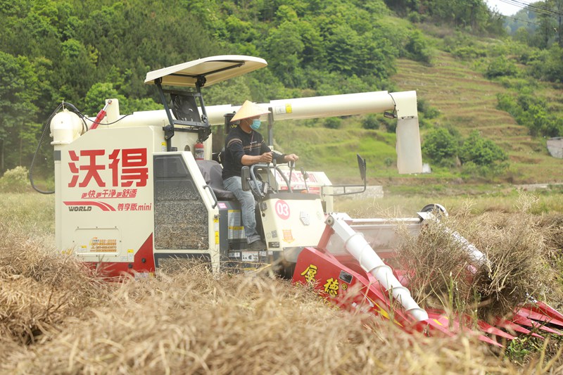 农户驾驶收割机收割油菜。