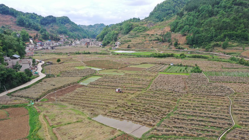 收割机分散田间收割油菜。