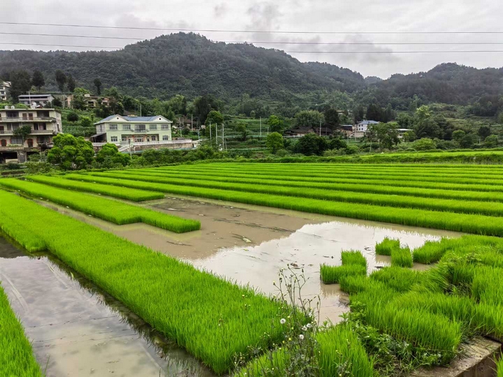秧苗基地.jpg