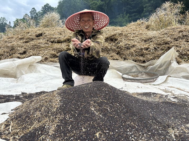 农户收获油菜籽.jpg