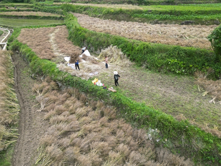 農戶正在採收油菜.jpg