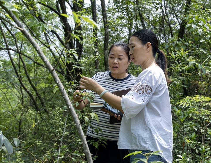 林業人員在羅甸縣龍坪鎮觀察記錄國家二級保護植物亮葉月季.jpg