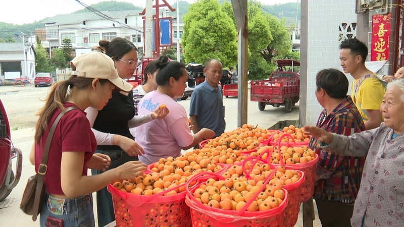 豐收的枇杷吸引了不少外地水果商前來收購。