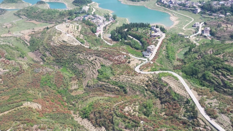 憑借得天獨厚的地理氣候條件，夜郎新村將枇杷產業打造成助農增收的“金色引擎”。