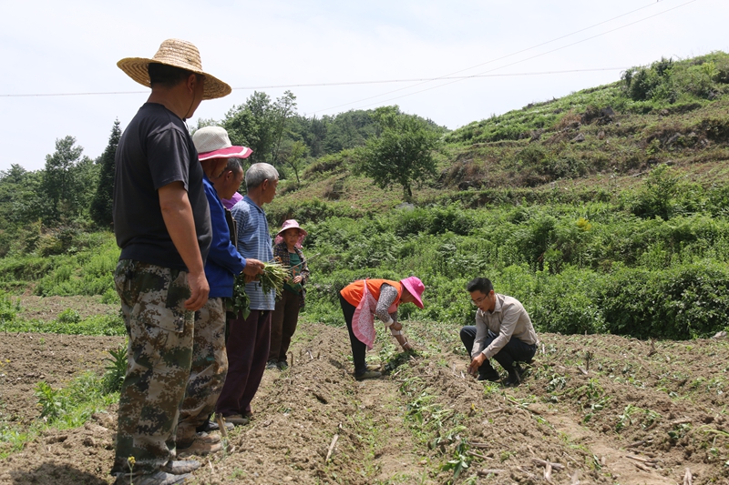 胡勇指导群众种植红薯现场。