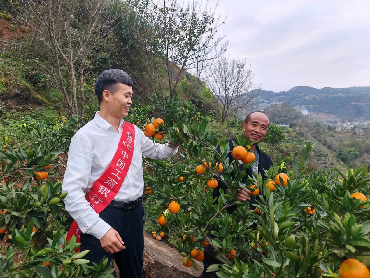 工行毕节分行普惠专员向果农宣传工行普惠产品。
