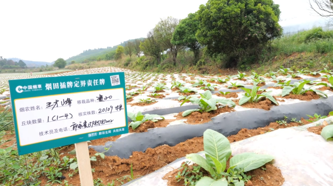黄腊乡烤烟大田。