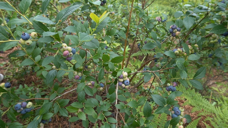蓝莓果挂枝头。
