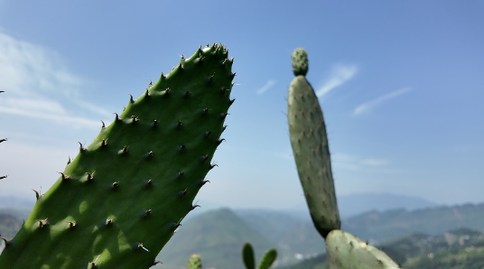 仙人掌刚长出的翠绿嫩片。税会静摄