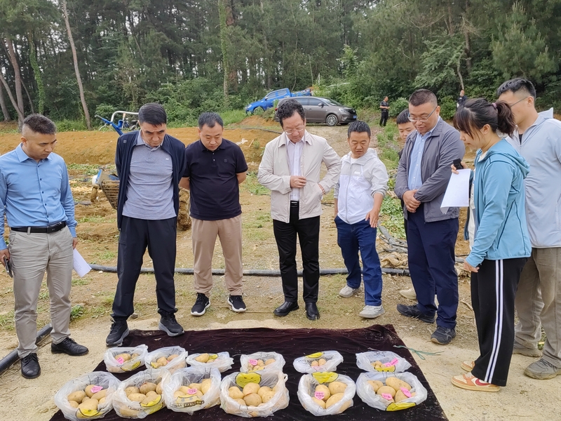 黔西市文峰街道双星社区酸性土壤改良示范基地测产现场。