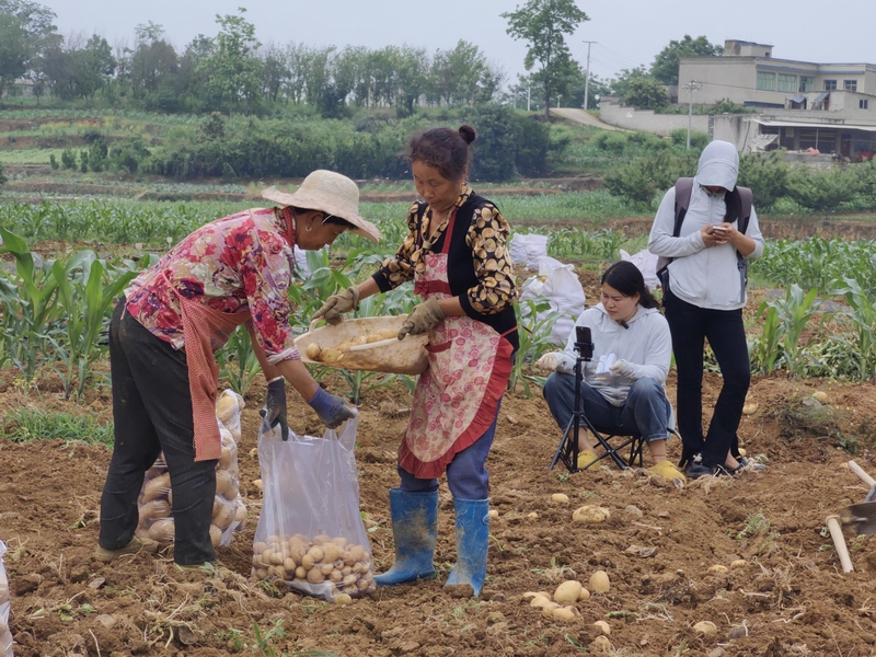 黔西市文峰街道双星社区酸性土壤改良示范基地测产现场。