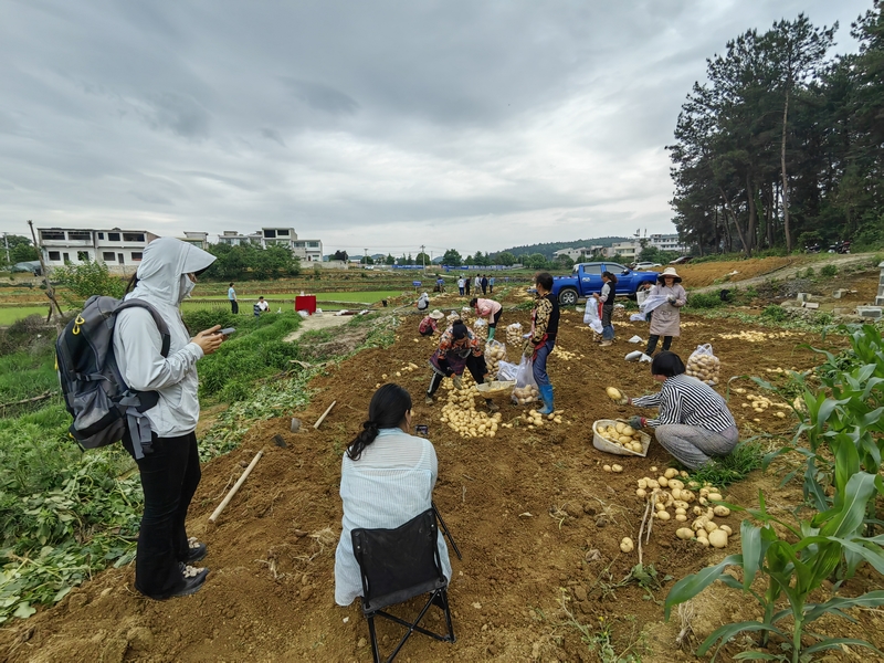 黔西市文峰街道双星社区酸性土壤改良示范基地测产现场。