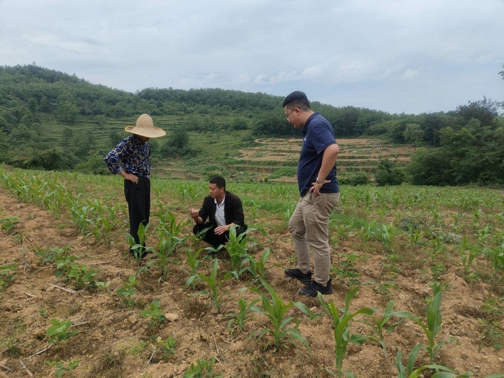 在养龙司镇蚂蝗村，农技人员正在为当地群众讲解玉米病虫害防治及大豆玉米复合种植注意事项.jpg