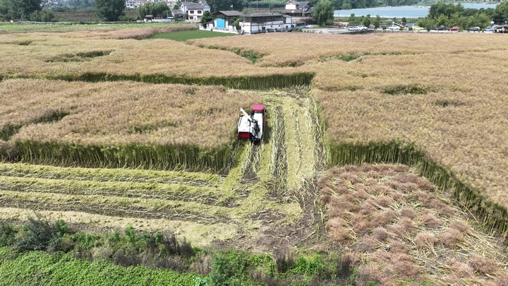 金沙县西洛街道开化社区105亩油菜浅耕“双飞三适”艺机一体化技术示范基地采收现场。金莎摄 (3).jpg