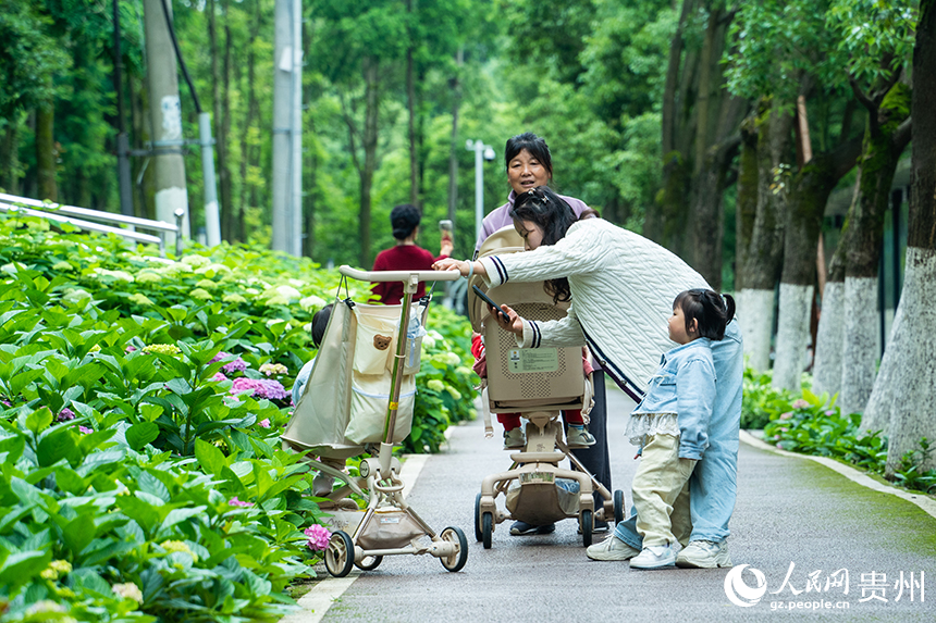 绣球园比邻多个小区，方便市民前往免费打卡。人民网 阳茜摄