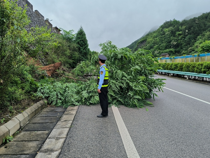执法人员巡查时发现高速公路有倒伏树木。