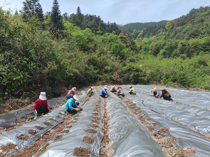 鬆桃寨英鎮：訂單辣椒產業賦能鄉村振興。
