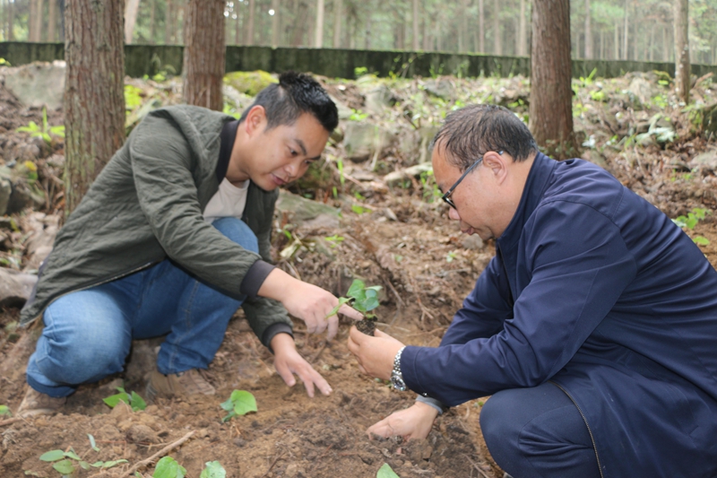 农技人员探讨种植技巧。习水县三岔河镇供图