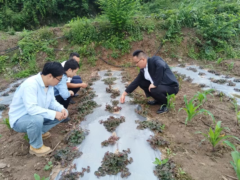 干部在田间查看作物生长情况。习水县三岔河镇供图