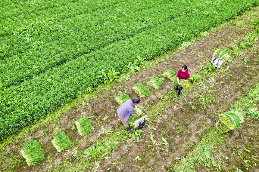 2025年6月2日，村民在貴州省黔西市洪水鎮解放村田間收割韭菜供應市場。