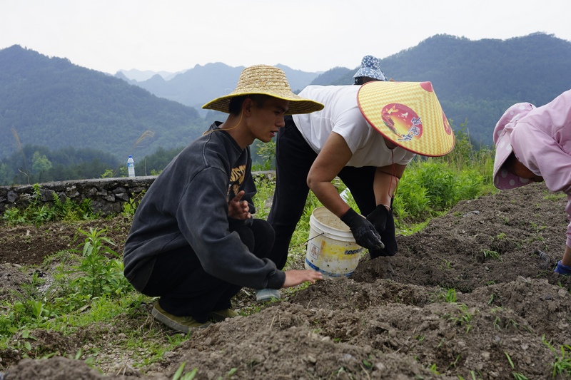 技术指导员指导栽种。
