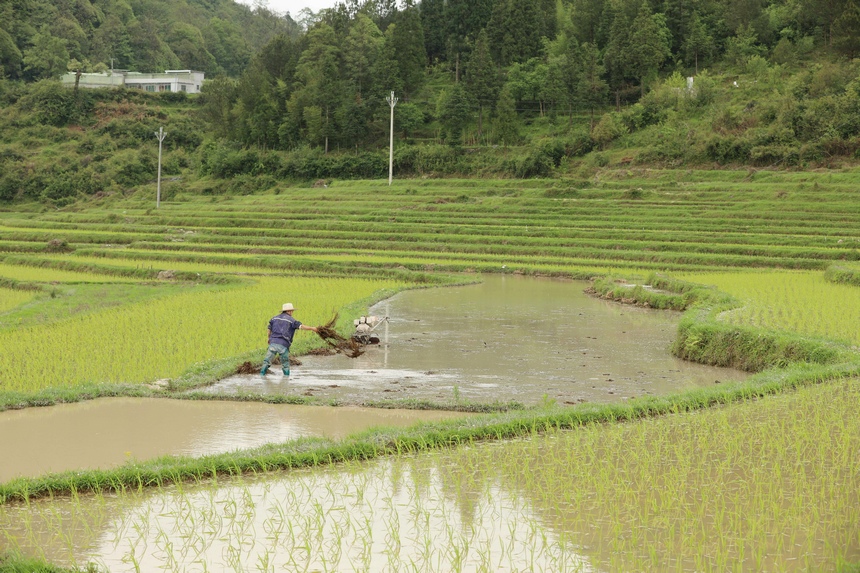 村民正在播撒农家肥。