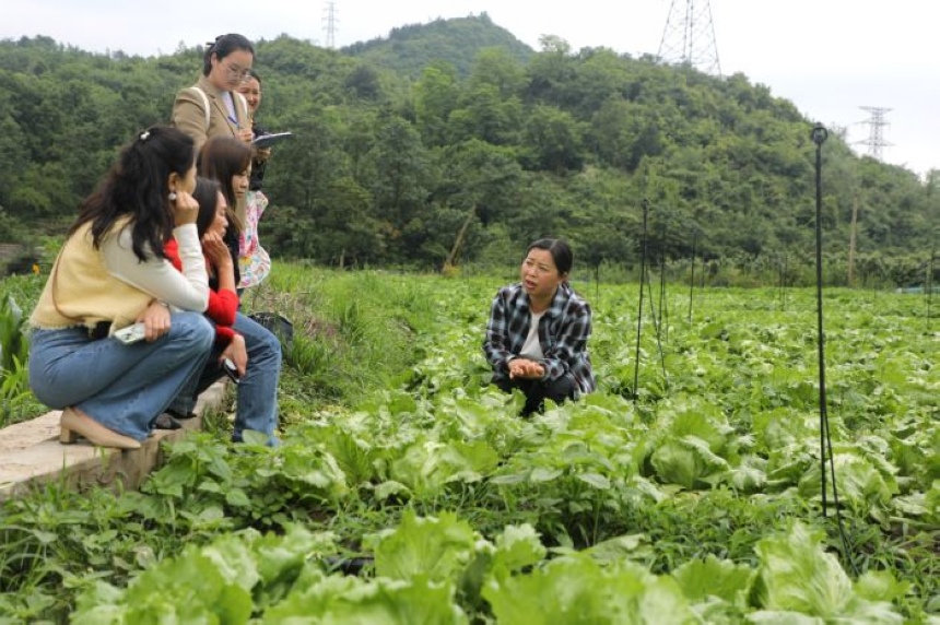 陈家秀（右一）蹲在田间向种植农户和部门人员介绍结球生菜的特点。