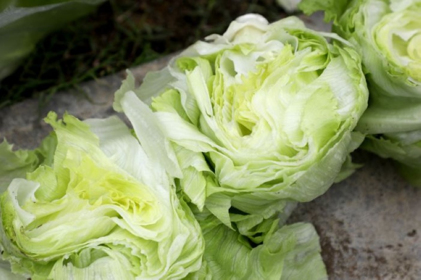 结球生菜菜心呈淡绿色。