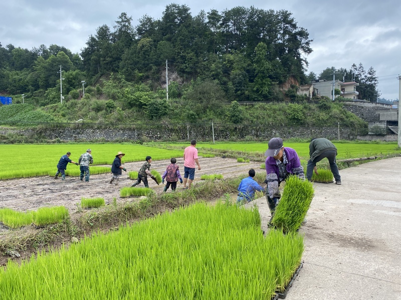 在育秧田裡，農民們將長勢喜人的秧苗移出並整理。