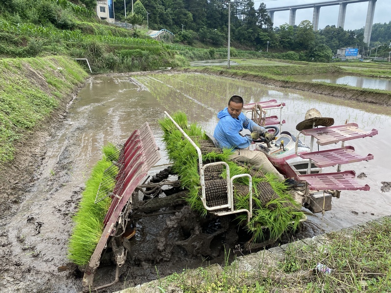 插秧機將一株株嫩綠的秧苗精准、整齊地“摁”進泥土裡。