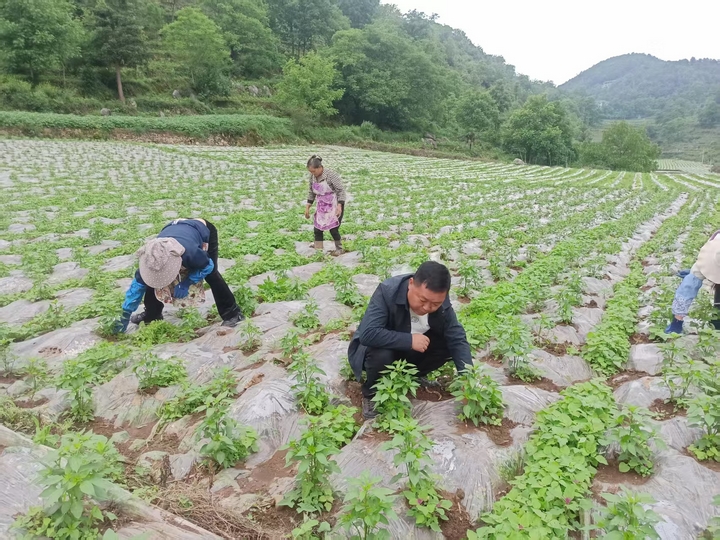 1赫章县罗州镇海源村村民正在给辣椒苗除草 江雪 摄.jpg