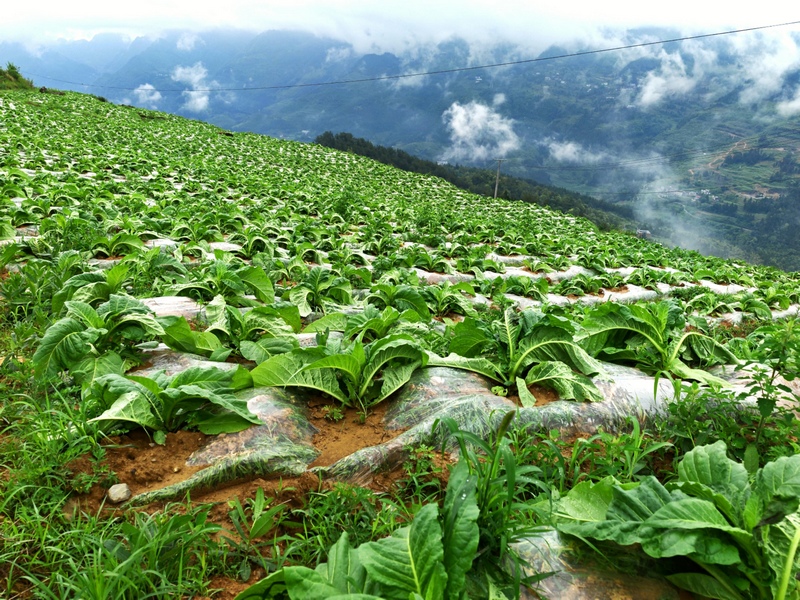 桑木镇共和村烤烟种植基地内，烟田绿意盎然，烤烟长势喜人。谢永恒摄