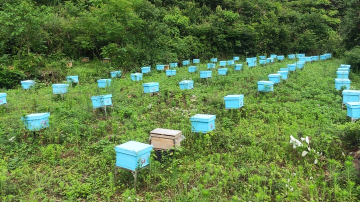 苗疆蜂業蜜蜂養殖基地。