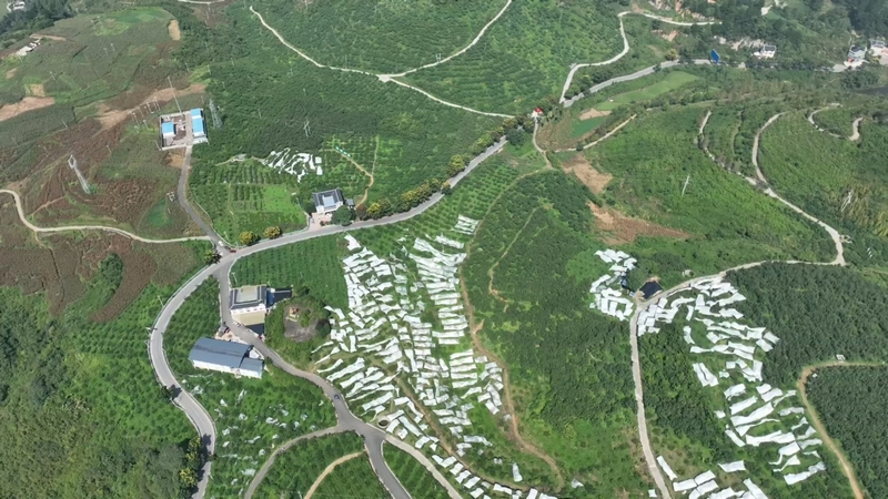 楠木村。