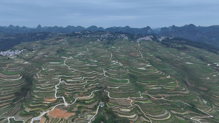 羊场大米种植区梯田。