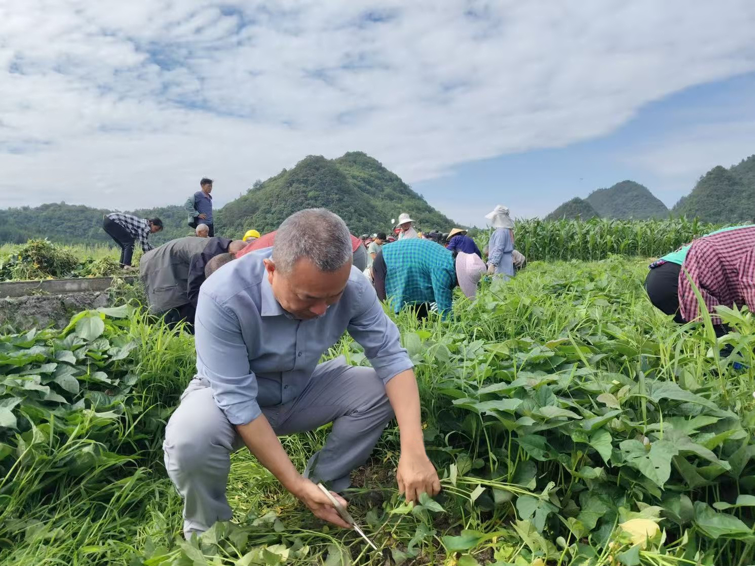 荔波县税务局新派驻驻村第一书记助力架桥村民发展红薯产业.jpg