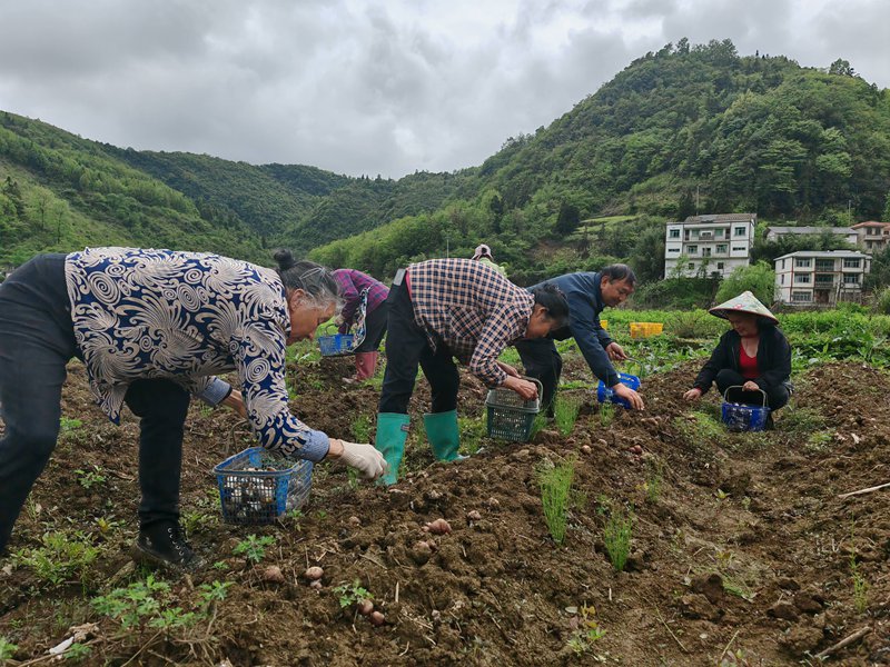 村民们正在采摘食用菌。谢永恒摄