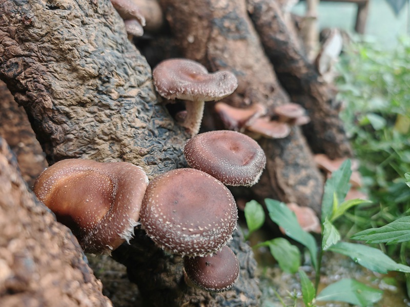 菌棒上，马桑菌蓬勃生长。谢永恒摄