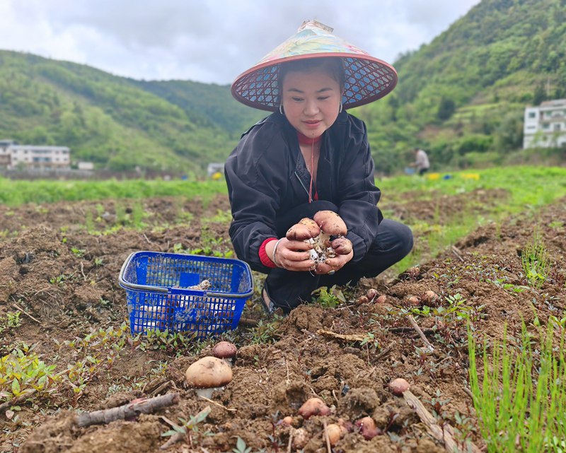 农户手捧鲜菇，收获致富希望。谢永恒摄