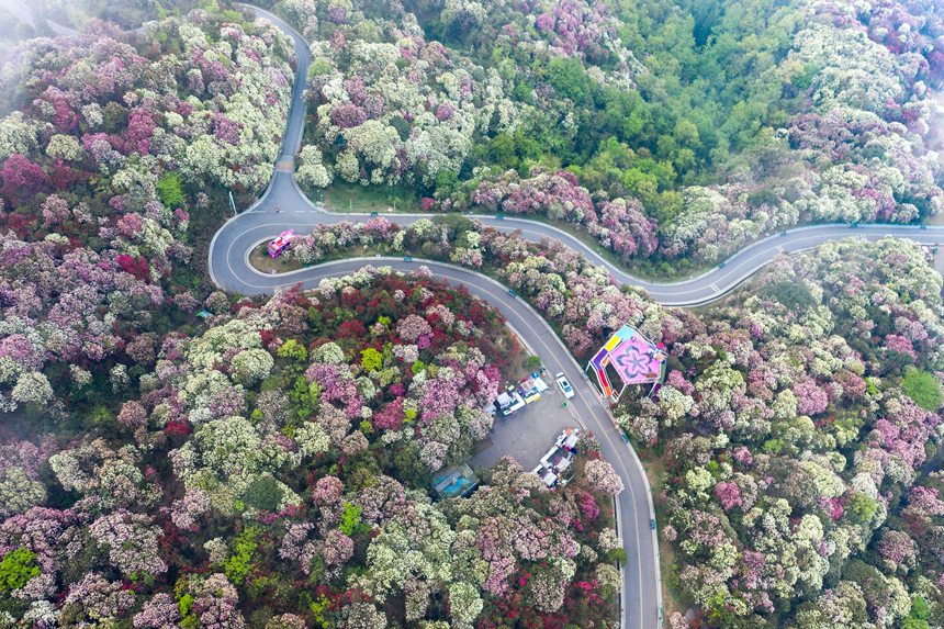 百里杜鹃景区。贵州省林业局供图