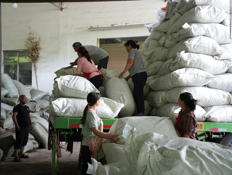 出口茶葉貨物搬運現場。