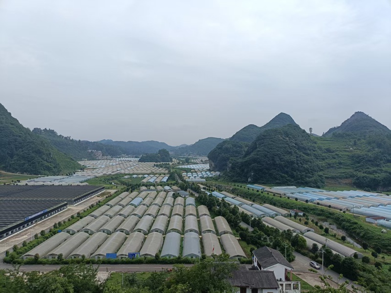 織金縣馬場鎮台子社區入股的大陌產業園區。