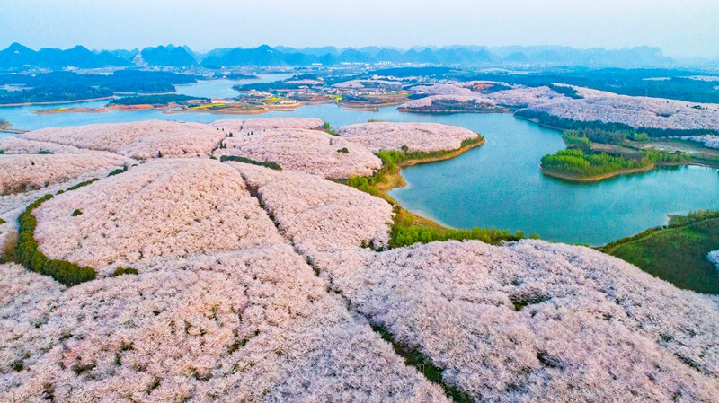 贵安樱花园内，花、湖、小岛相映成趣，美不胜收。石照昌摄