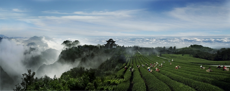 开阳县禾丰乡云山茶海。