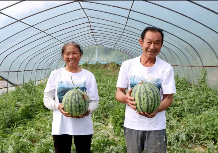 西瓜甜蜜豐收 閑置土地“變現”。