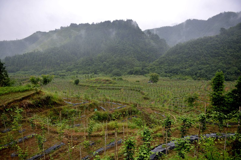 貴州省榕江縣寨蒿鎮扒王村百香果基地全景。