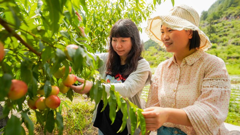 游客正在采摘鲜桃。