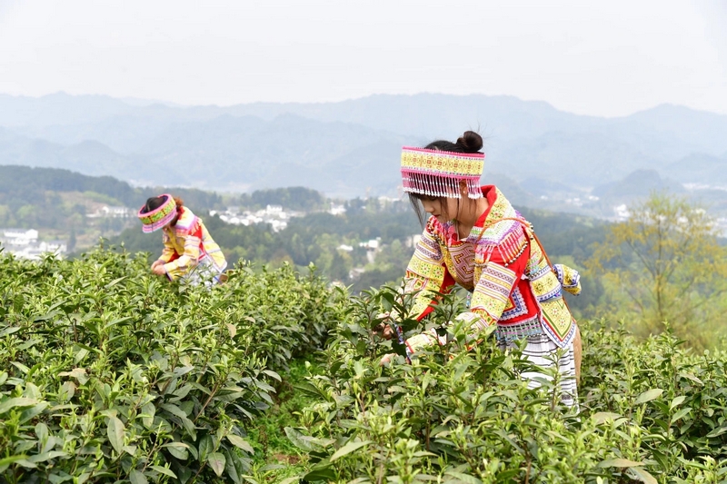 清明前后，茶農忙著在茶園採茶。