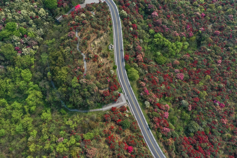 百里杜鹃风景名胜区。