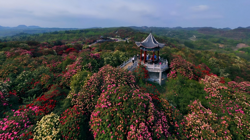 百里杜鹃风景名胜区。